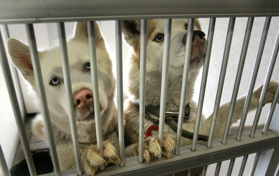 In Stockton, Modesto and other nearby cities with some of the highest foreclosure rates in the nation, animal shelters and rescue groups are inundated.