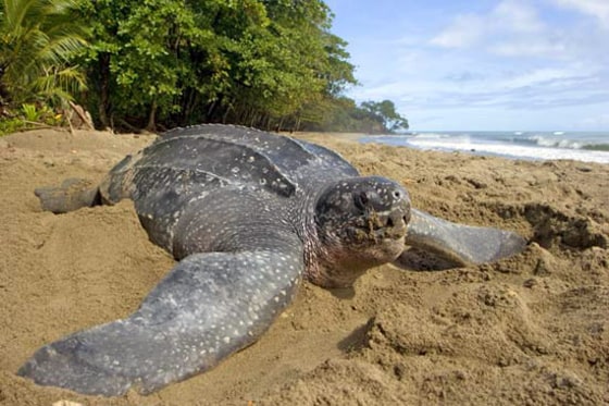 Leatherback turtles are known to travel hundreds of miles through the sea. 