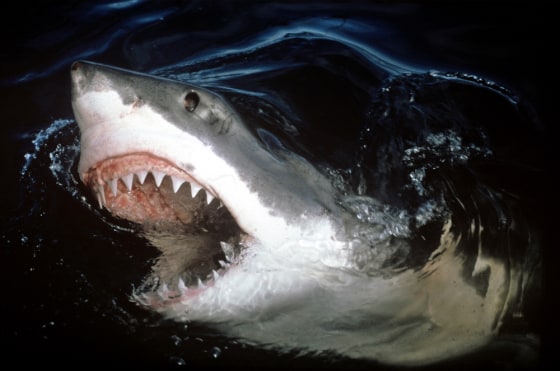 Image: A great white shark, Carcharodon carcharias