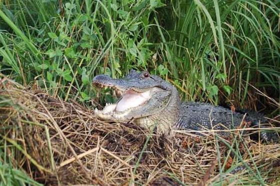 Crocs animal hot sale