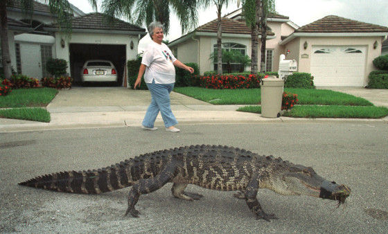 Image: A resident of a gated community in West Palm Beach, FL, watches an alligator