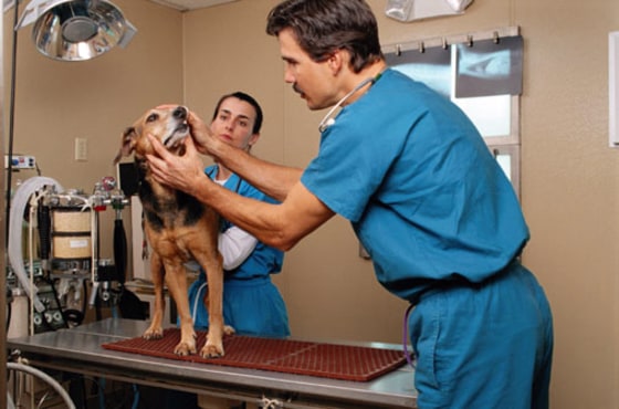 Image: Veterinarian
