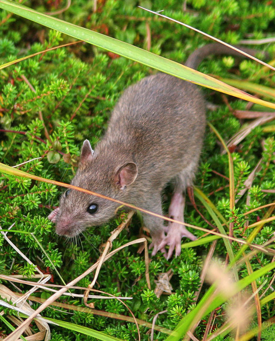 Image: Rat