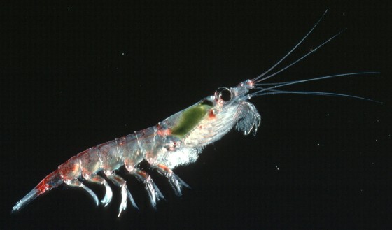 Krill found in Antarctica s icy depths