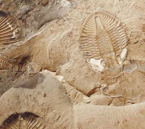 Image: Trilobites