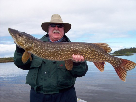 Image: Northern Pike, Wollaston Lake, Saskatchewan