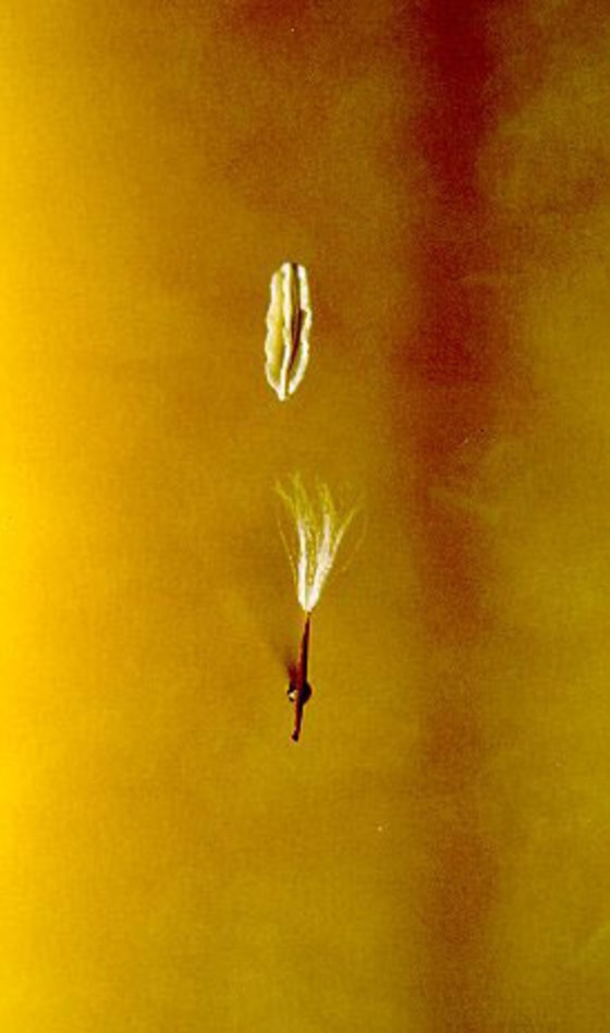 Image: Crepis sancta