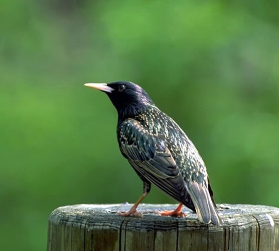 Image: European starling