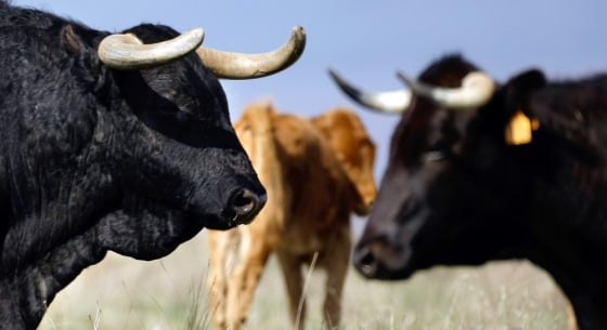Image: El Alcalde, a 16-year-old fighting bull, grazes in a field next to the town of Guadalix de la Sierra