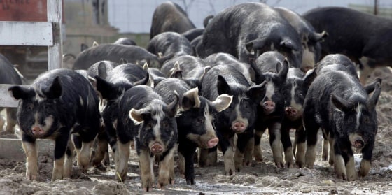 Image: Berkshire pigs