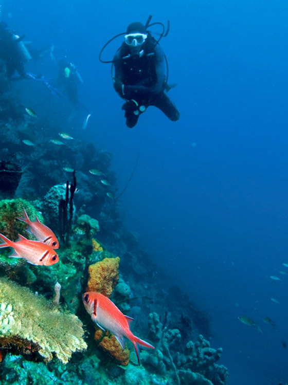 Image: Diving at La Sorciere