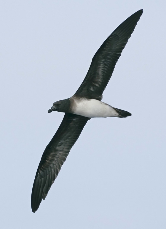 Image: An adult Beck's petrel