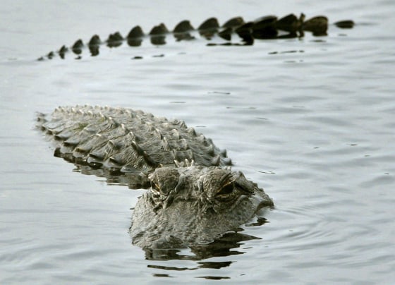 Image: alligator