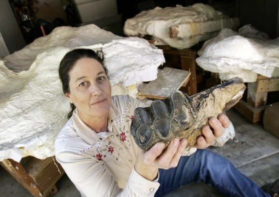 Image: Nancy Fiddler displays a tooth from a mastodon skeleton in Sebastapol