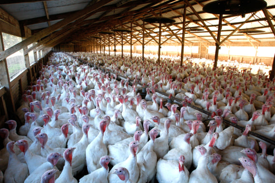 Image:turkey farm