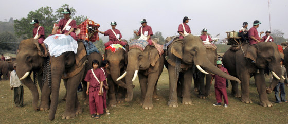 Image: Elephants and mahouts arrive at the second annual Elephant Festival in Paklay, Laos