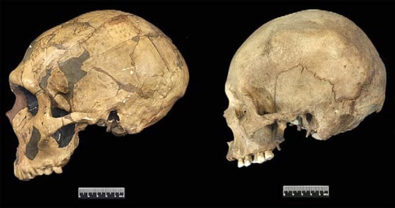 Image: Neanderthal and modern human skulls