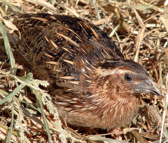 Image: Japanese quail