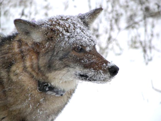 Image: Coyote wearing VHF collar