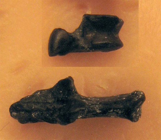 Image: Lagomorph bone