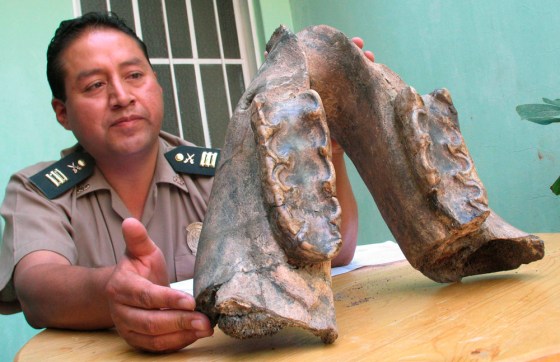 Image: A police officer displays a giant dinosaur jawbone during a news conference in Arequipa