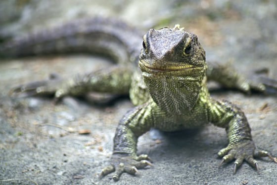 Image: Tuatara