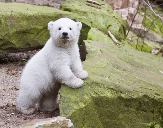 Image: Flocke at the zoo in Nuremberg