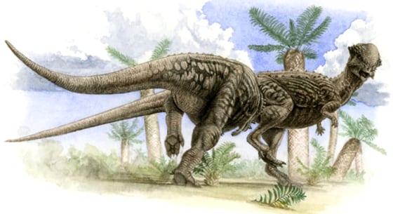 Image: Pachycephalosaurus