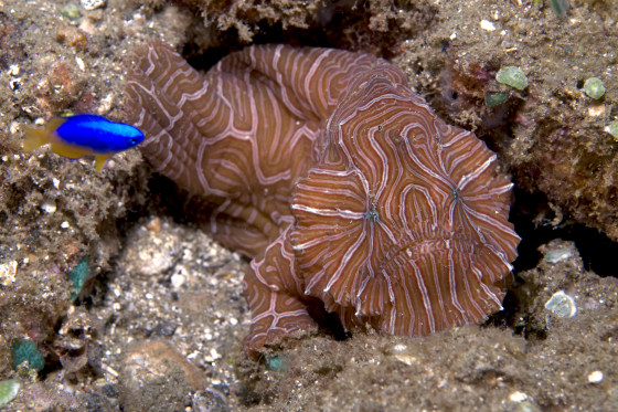Crawling fish may be part of new family