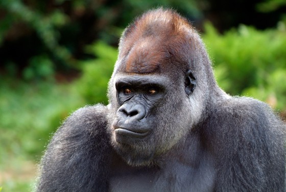 Image: Gorilla named Mopie, who died of heart failure