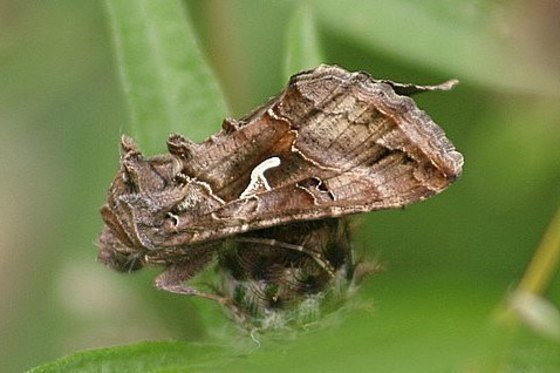 Image: Migrating moth