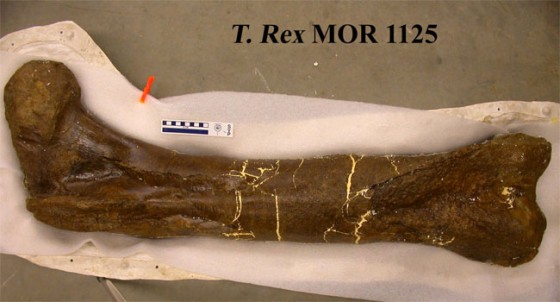 Image: T. rex femur bone