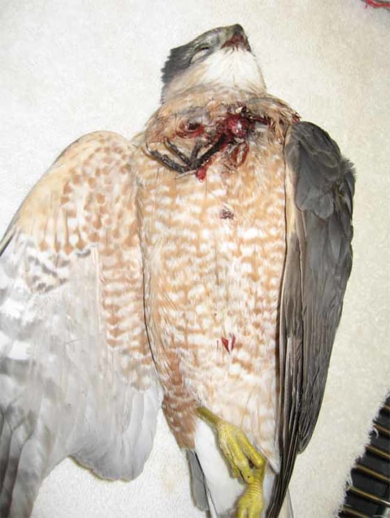 The claw of a songbird is visible protruding from the chest of this dead hawk.