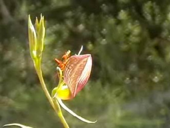 Image: Australian tongue orchid