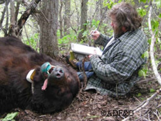 Alaska state biologist Sean Farley, seen here examining a sedated bear, found that more are showing up in the outskirts of Anchorage.