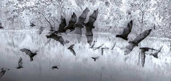 Scientists studied this combined photograph of greater bulldog bats hunting. The animals' loud calls didn't help them detect prey any farther away, researchers determined.