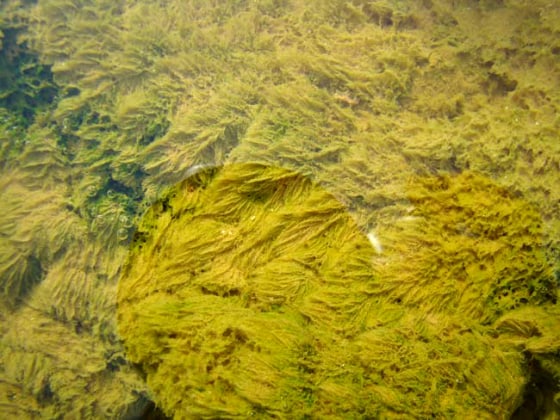 Image: Live microbial filaments