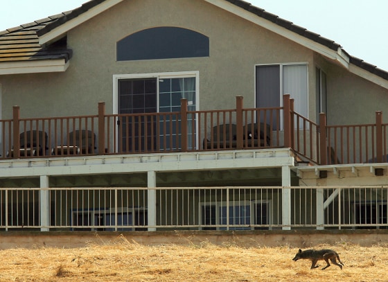 A coyote roams past a house in Alterra Park in Chino Hills, Calif. on Thursday, May 8, 2008. Last week, a nanny pulled a 2-year-old girl from the jaws of a coyote in this San Bernardino County community about 30 miles east of Los Angeles.
