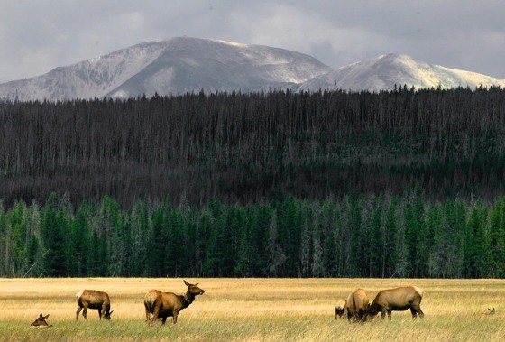 Image: Yellowstone National Park