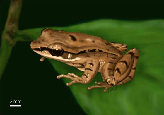 Image: Odorrana tormota frog