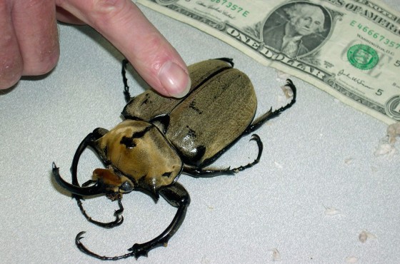 Image: Giant beetle seized at post office