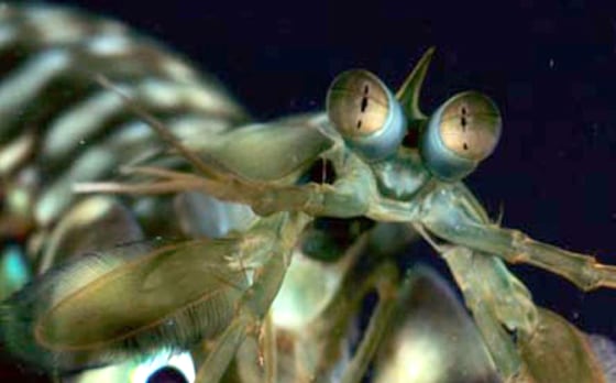Image: Mantis shrimp