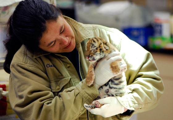 The rare Amur tiger cub, called Baby Tiger for now, is being cared for by zookeepers, who have given her mother a drug to spur milk production in hopes of getting her maternal instincts to kick in.