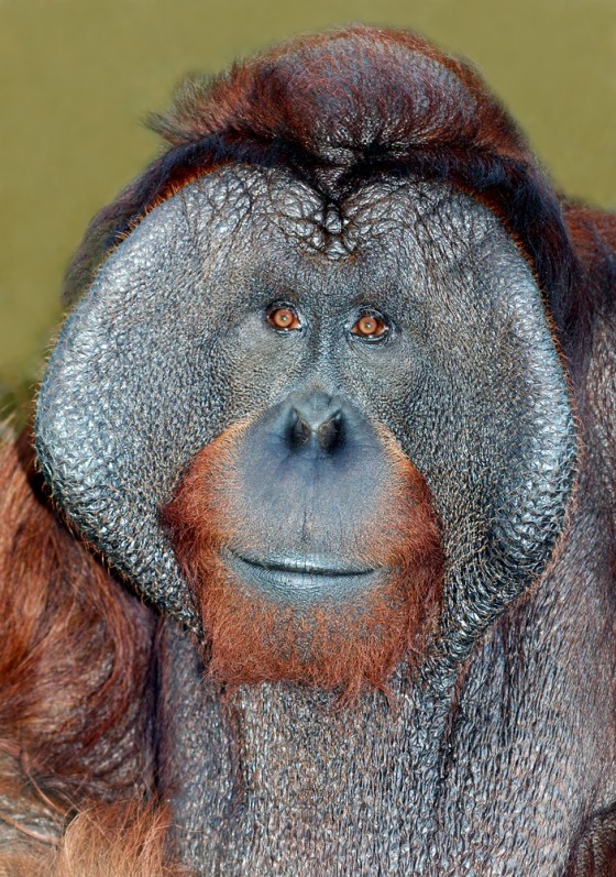 Image: Escaped orangutan