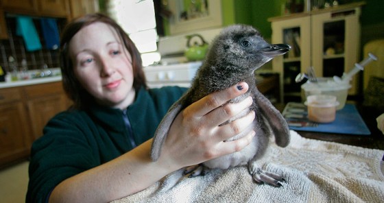 Image: penguin biologist Caitlin Hume