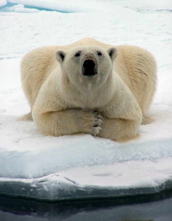 Image: Polar bear