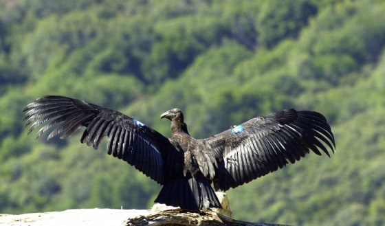 The condor has near-mythical status in California and virtually any project seen as even remotely threatening to its habitat faces stiff opposition. 
