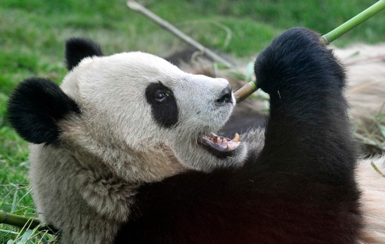Image: Giant panda