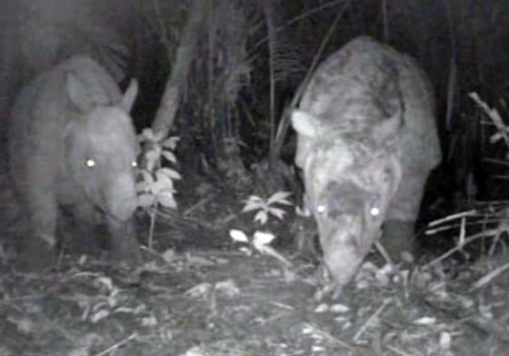Image: Javan rhinos