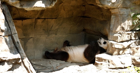 Image: Giant Panda Mei Xiang